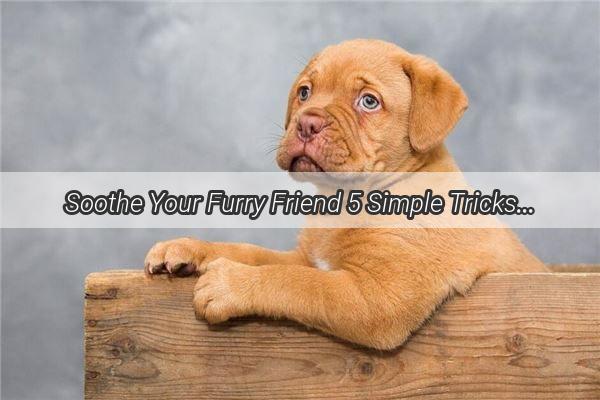 Soothe Your Furry Friend 5 Simple Tricks to Stop Your Dogs Itchy Scratch Fest